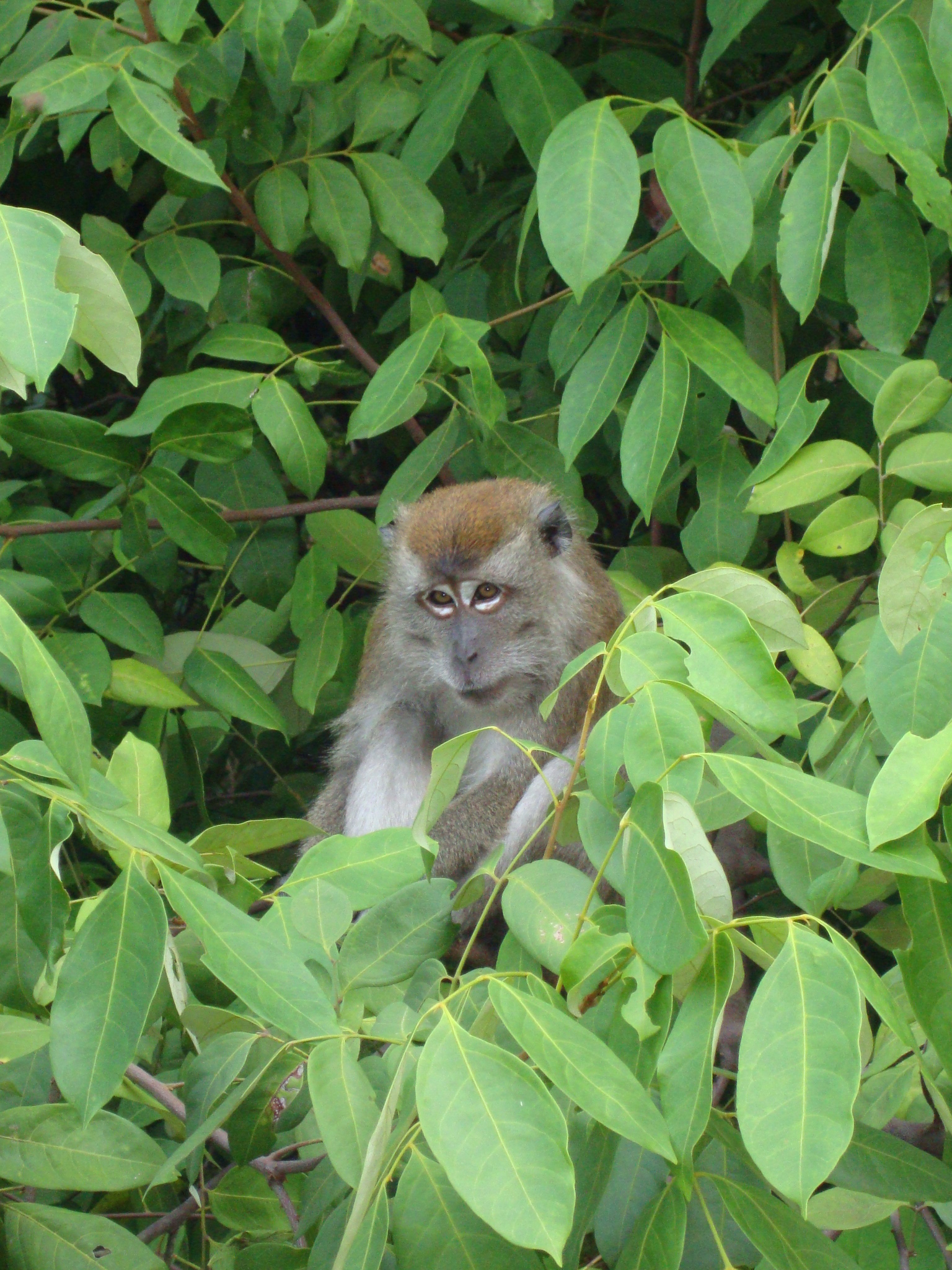 Natural wildlife experience at Bintan Spa Resort – Mutiara Beach Resort