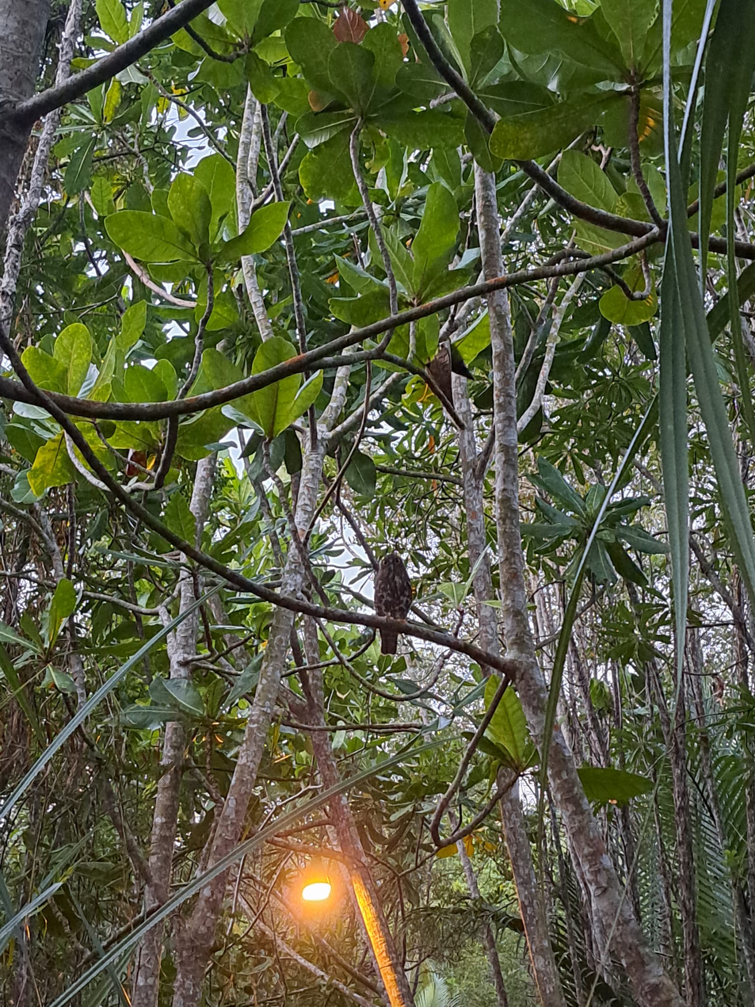 Tropical animals and birds at Mutiara Beach Resort, Bintan Spa Resort