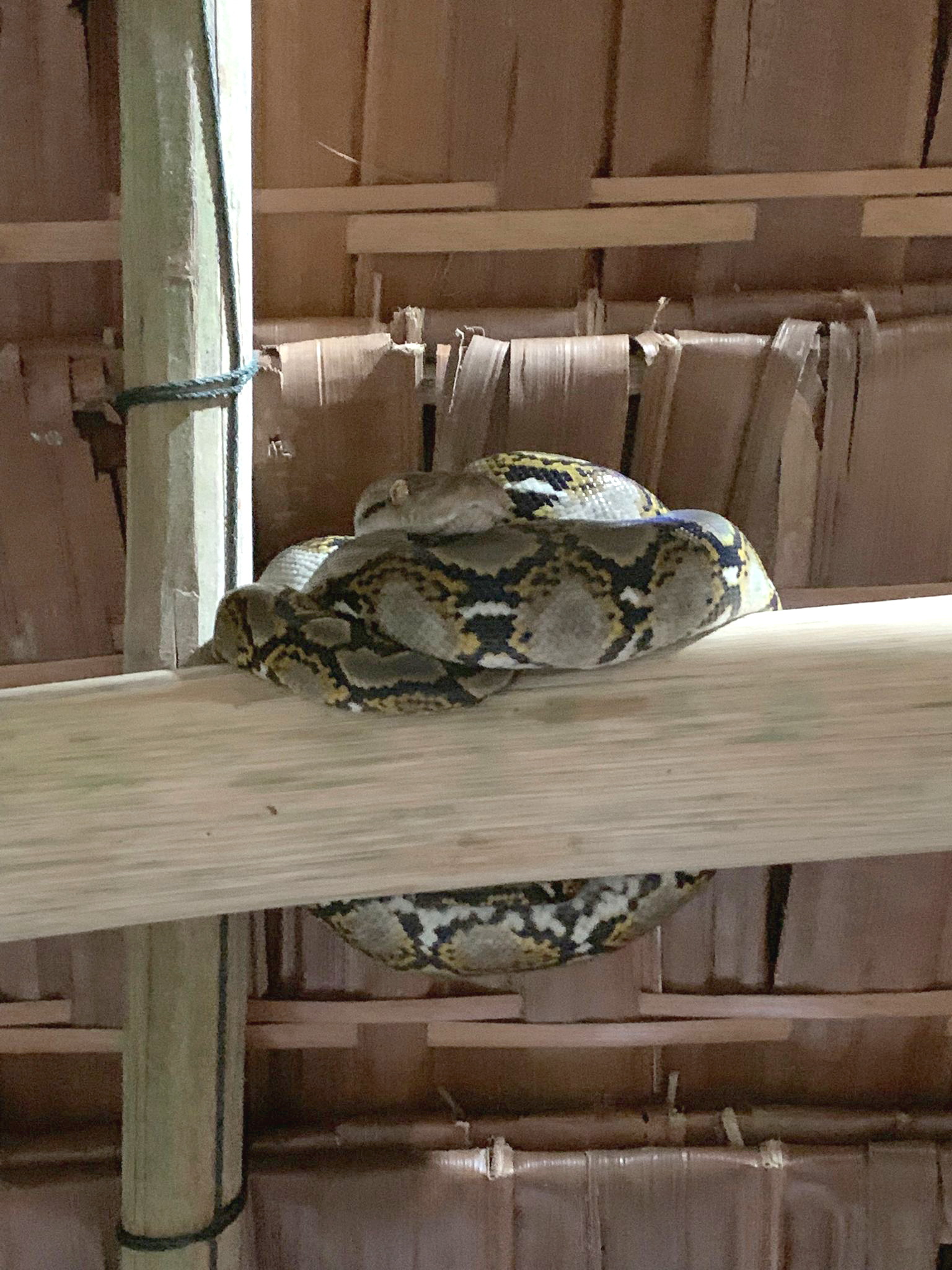 Island wildlife habitat at Bintan Spa Resort – Mutiara Beach Resort