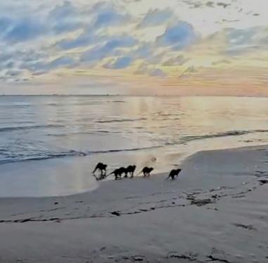 Exotic wildlife moments at Bintan Spa Resort – Mutiara Beach Resort