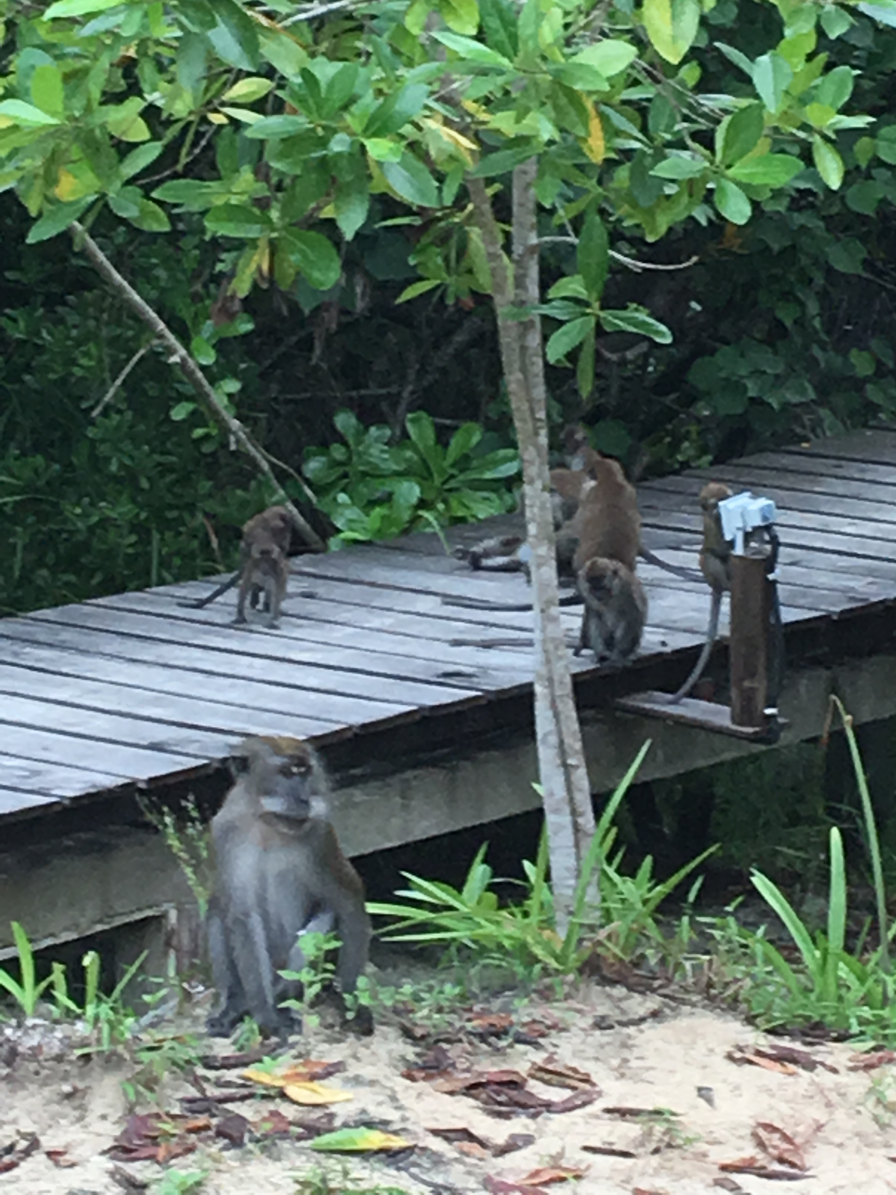 Local animal life at Mutiara Beach Resort, Bintan Spa Resort